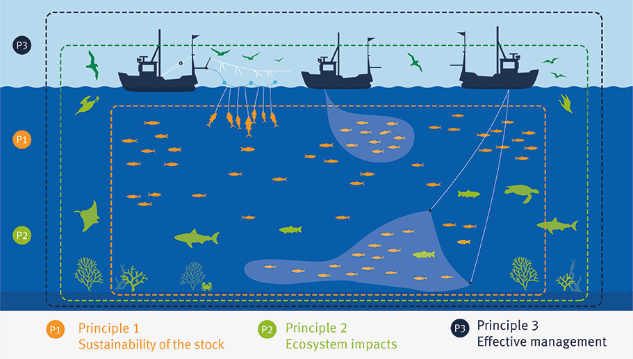 In Indonesia, new hope for the sustainability of pole & line tuna